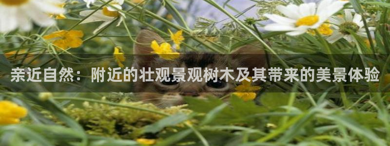 摩根娱乐宝怎样拉下线:亲近自然:附近的壮观景观树木及其带来的美景体验